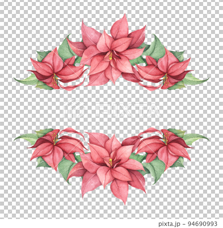 Red Christmas poinsettia flowers. Watercolor illustration. 94690993