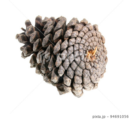 pine cones isolated on a white background pine cones isolated on a white background 94691056