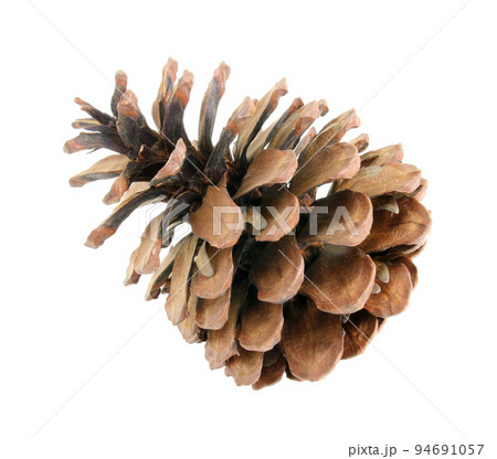 pine cones isolated on a white background 94691057