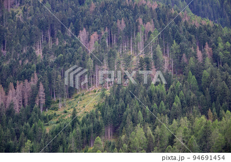 The sick forest The sick forest 94691454