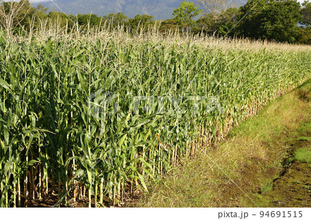秋の北海道留寿都村で収穫間近のデントコーン畑の風景を撮影 94691515