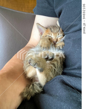 自力で足をよじ登ってきて腕の間で安心して眠る赤ちゃん猫 自力で足をよじ登ってきて腕の間で安心して眠る赤ちゃん猫 94692106