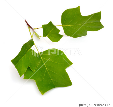 Liriodendron tulipifera known as the tulip tree, American tulip tree, tulipwood, tuliptree. Isolated on white background 94692317