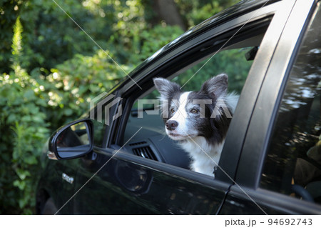 乗用車の助手席に乗って窓の外を眺めるボーダーコリー 乗用車の助手席に乗って窓の外を眺めるボーダーコリー 94692743