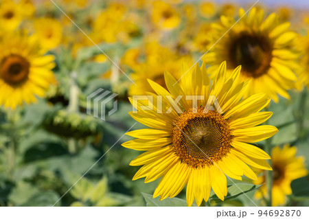 Detailed photo of a young yellow sunflower against a summer field (Selective focus) Detailed photo of a young yellow sunflower against a summer field (Selective focus) 94692870