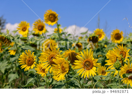 Bright yellow sunflowers (Helianthus annuus) under a sunny blue sky Bright yellow sunflowers (Helianthus annuus) under a sunny blue sky 94692871