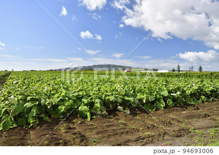 秋の北海道洞爺湖町で実りを迎えたゴボウ畑の風景を撮影 秋の北海道洞爺湖町で実りを迎えたゴボウ畑の風景を撮影 94693006