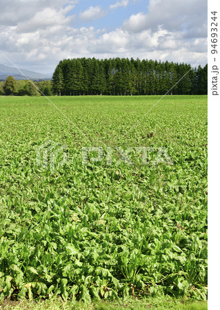 秋の北海道洞爺湖町で実りを迎えたビート畑の風景を撮影 94693244