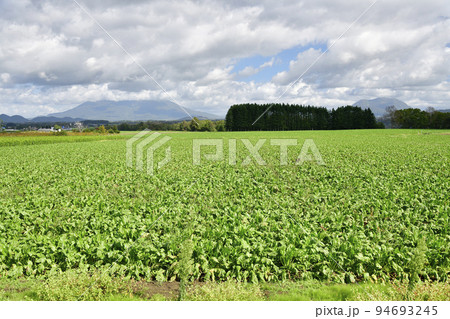 秋の北海道洞爺湖町で実りを迎えたビート畑の風景を撮影 94693245