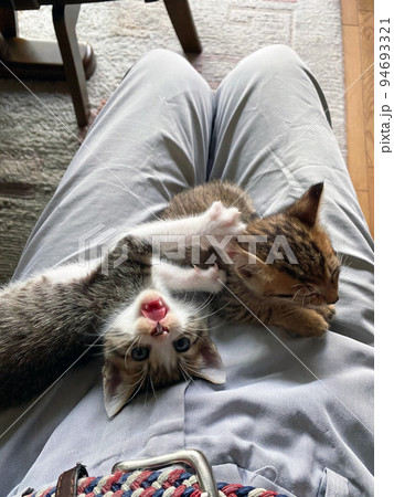 自力で膝までよじ登ってきて安心している赤ちゃん猫 94693321