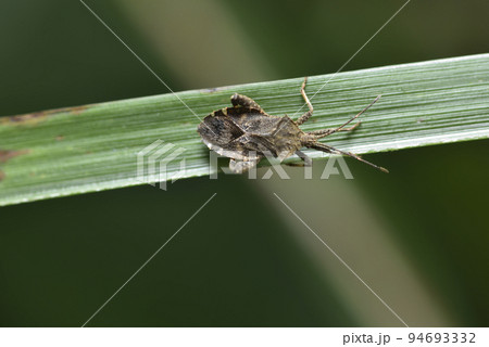 バグ 昆虫 苦悩 94693332