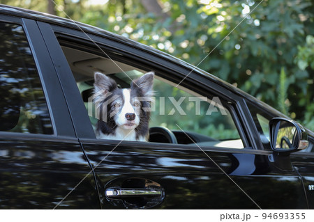 黒い乗用車の運転席に座って窓の外を眺める白黒のボーダーコリー 94693355