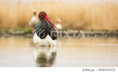 Black stork wading on river in autumn environment from front Black stork wading on river in autumn environment from front 94693410