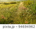収穫時期　荒れる水田 94694962