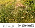 収穫時期　荒れる水田 94694963
