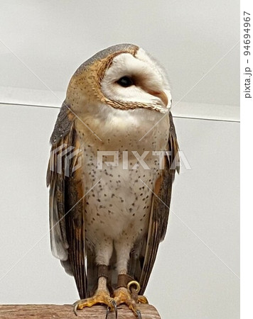 そっぽを向くフクロウ そっぽを向くフクロウ 94694967