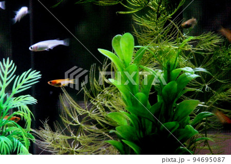 水槽の中を泳ぐメダカの群れ、白とオレンジ 94695087