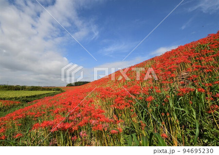 矢勝川の彼岸花 94695230