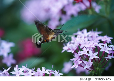 ペンタスの蜜を吸うクロスキバホウジャク 94695325