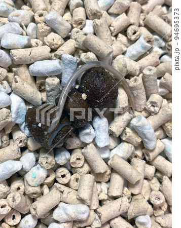 捨て猫に動物病院が虫下しを飲ませた結果 捨て猫に動物病院が虫下しを飲ませた結果 94695373