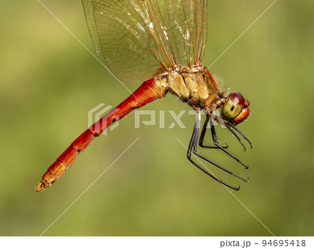 羽根をつかんで横から写したオスのミヤマアカネ 94695418