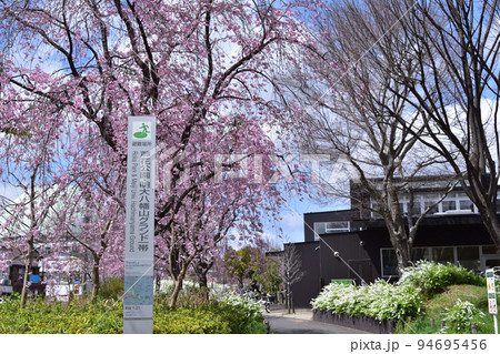 蘆花恒春園入り口の枝垂桜 蘆花恒春園入り口の枝垂桜 94695456