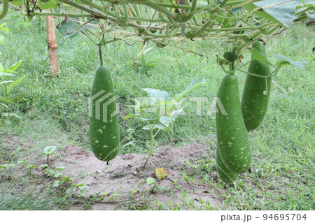 bottle gourd stock on farm bottle gourd stock on farm 94695704