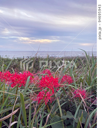 房総半島の海岸に咲くヒガンバナ 房総半島の海岸に咲くヒガンバナ 94695943