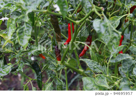 red colored chili on tree 94695957