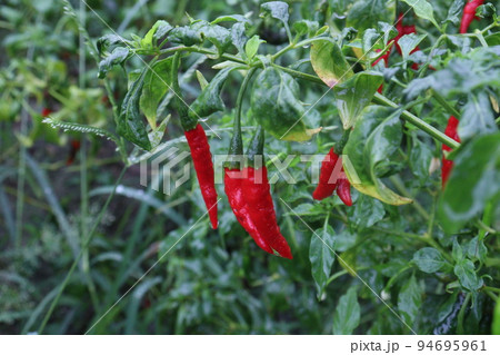 red colored chili on tree 94695961