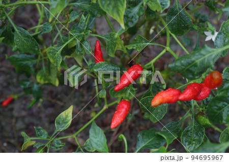 red colored chili on tree red colored chili on tree 94695967