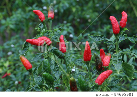red colored chili on tree red colored chili on tree 94695981