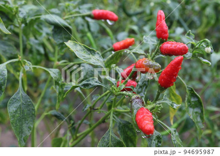red colored chili on tree 94695987