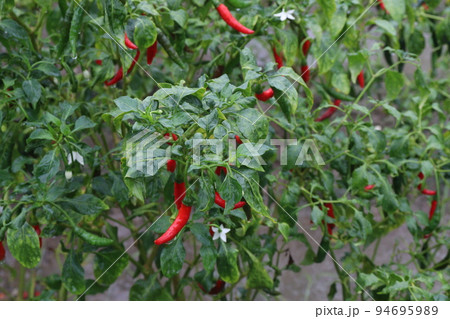 red colored chili on tree red colored chili on tree 94695989