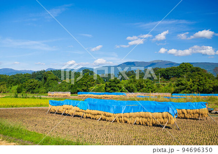 稲刈り頃の田舎の風景  天日干し 94696350