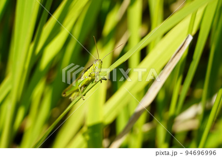 トノサマバッタ トノサマバッタ 94696996