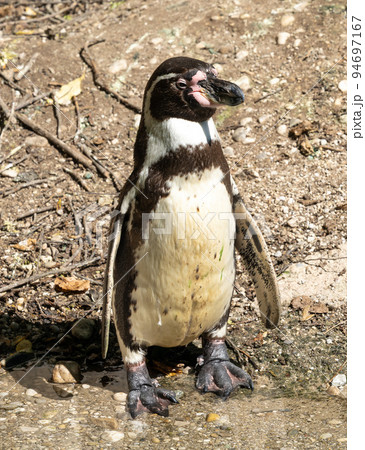 Humboldt Penguin, Spheniscus humboldti in a park 94697167