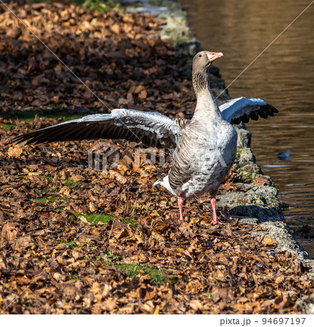 The greylag goose, Anser anser is a species of large goose The greylag goose, Anser anser is a species of large goose 94697197
