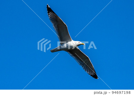The European Herring Gull, Larus argentatus is a large gull The European Herring Gull, Larus argentatus is a large gull 94697198