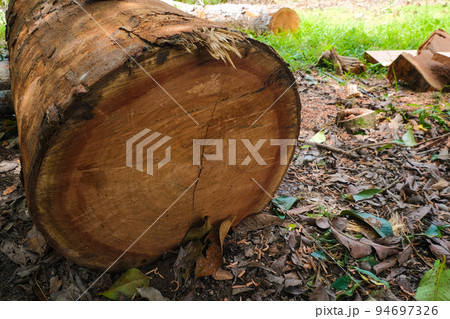 Wood cut in forest lumber industry Wood cut in forest lumber industry 94697326