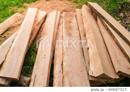 Wood cut in forest lumber industry Wood cut in forest lumber industry 94697327