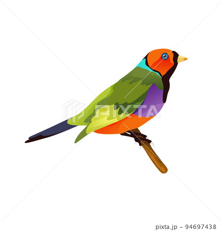 Gouldian or rainbow finch bird, vector icon. 94697438
