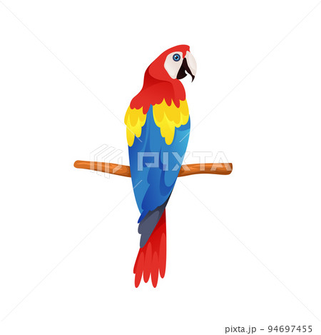 Scarlet Macaw or parrot, vector icon or clipart. 94697455