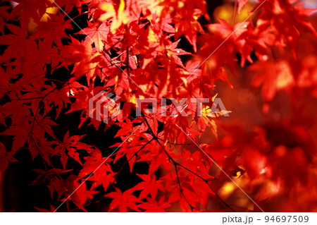 紅葉 94697509