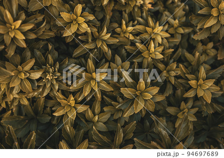 Green leaves foliage jungle tropical plant bush nature background. Green leaves foliage jungle tropical plant bush nature background. 94697689