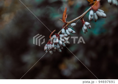 Green elongated berries of Wintergreen barberry, also called Chinese barberry, latin name Berberis Julianae Green elongated berries of Wintergreen barberry, also called Chinese barberry, latin name Berberis Julianae 94697691