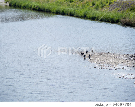鴨川の川面。京都市内。 鴨川の川面。京都市内。 94697704