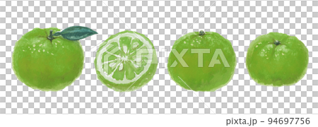 Green mandarin orange illustration drawn with watercolors Green mandarin orange illustration drawn with watercolors 94697756