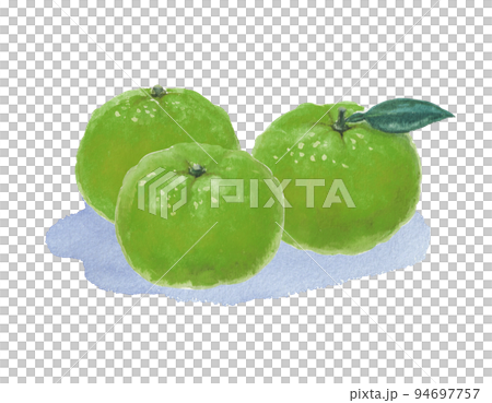 Green mandarin orange illustration drawn with watercolors Green mandarin orange illustration drawn with watercolors 94697757