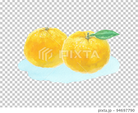 Yuzu illustration drawn with watercolors Yuzu illustration drawn with watercolors 94697790